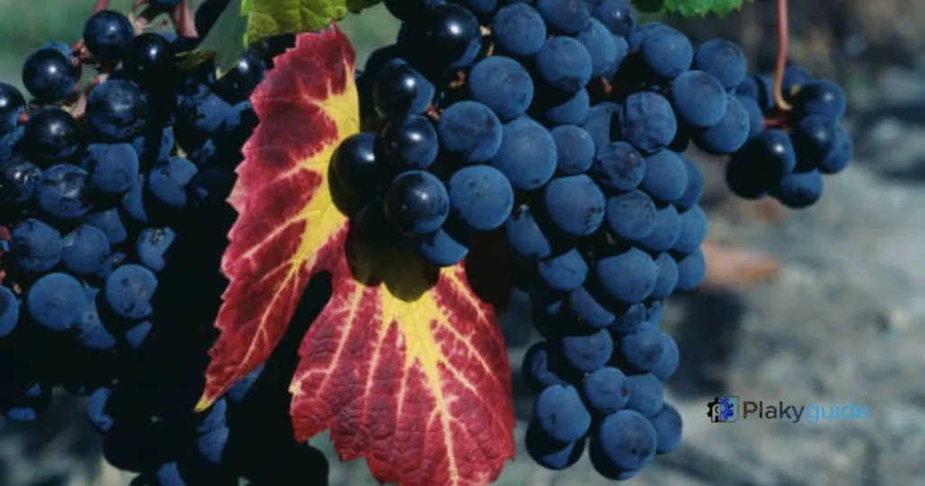 black wine grapes